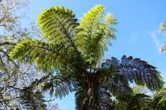 Cyathea
