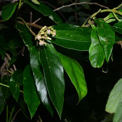 Parsonsia