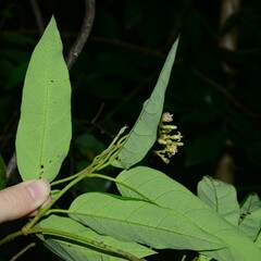 Parsonsia