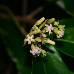 Parsonsia