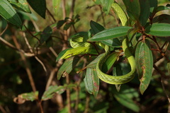 Ahaetulla prasina