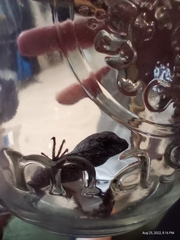 Sceloporus undulatus