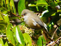 Zosterops borbonicus