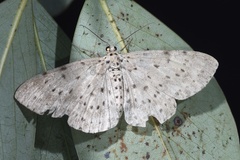 Percnia fumidaria