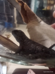 Sceloporus undulatus