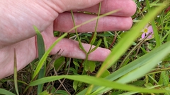 Sabatia campanulata