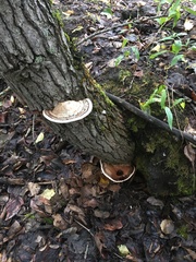 Ganoderma applanatum