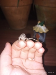 Sceloporus undulatus