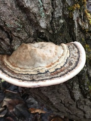 Ganoderma applanatum