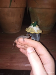 Sceloporus undulatus