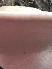 Ganoderma applanatum