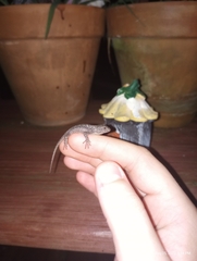 Sceloporus undulatus