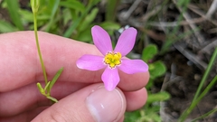 Sabatia campanulata