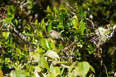 Zosterops borbonicus