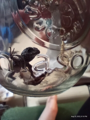 Sceloporus undulatus