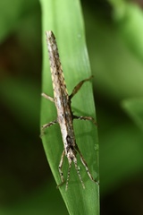 Neohirasea hongkongensis