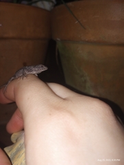 Sceloporus undulatus