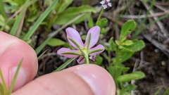 Sabatia campanulata