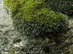 Grimmia