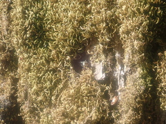 Bryophyta