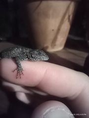 Sceloporus undulatus