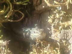 Bryophyta