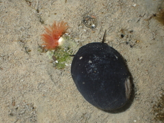 Nerita melanotragus