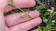Sabatia campanulata