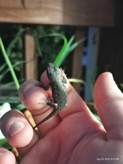 Sceloporus undulatus