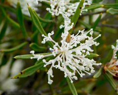 Hakea sulcata