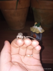 Sceloporus undulatus