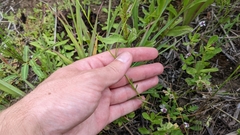 Sabatia campanulata