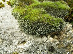Grimmia