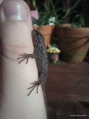Sceloporus undulatus