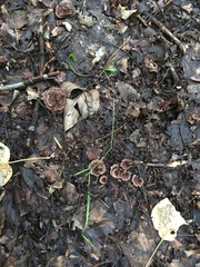 Thelephora terrestris