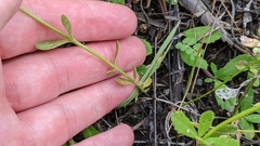 Sabatia campanulata