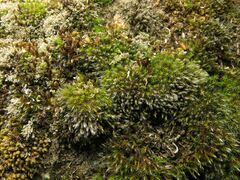 Grimmia