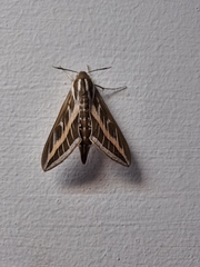 Hyles livornica