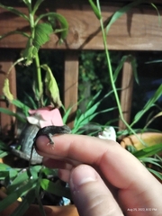 Sceloporus undulatus