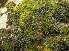 Grimmia