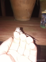 Sceloporus undulatus