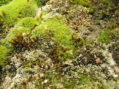 Grimmia