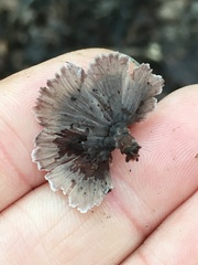 Thelephora terrestris