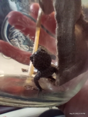 Sceloporus undulatus