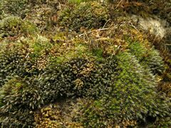 Grimmia