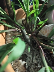 Sceloporus undulatus