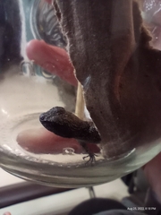 Sceloporus undulatus