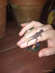 Sceloporus undulatus