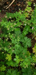 Geranium bicknellii