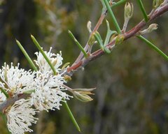 Hakea sulcata